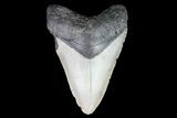 Bargain, Megalodon Tooth - North Carolina #76300-1